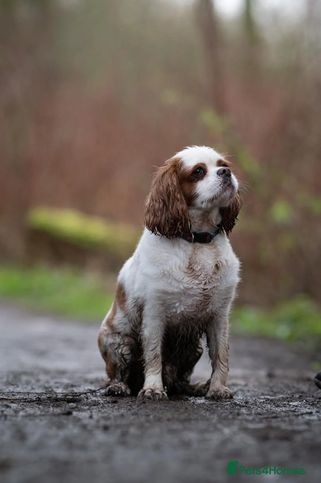 Cavalier King Charles Spaniel dogs for sale: Toby is looking for his forever home!  in Birmingham - Advert 6