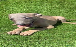 Whippet dogs for sale: Kc whippet pups  - Image 32