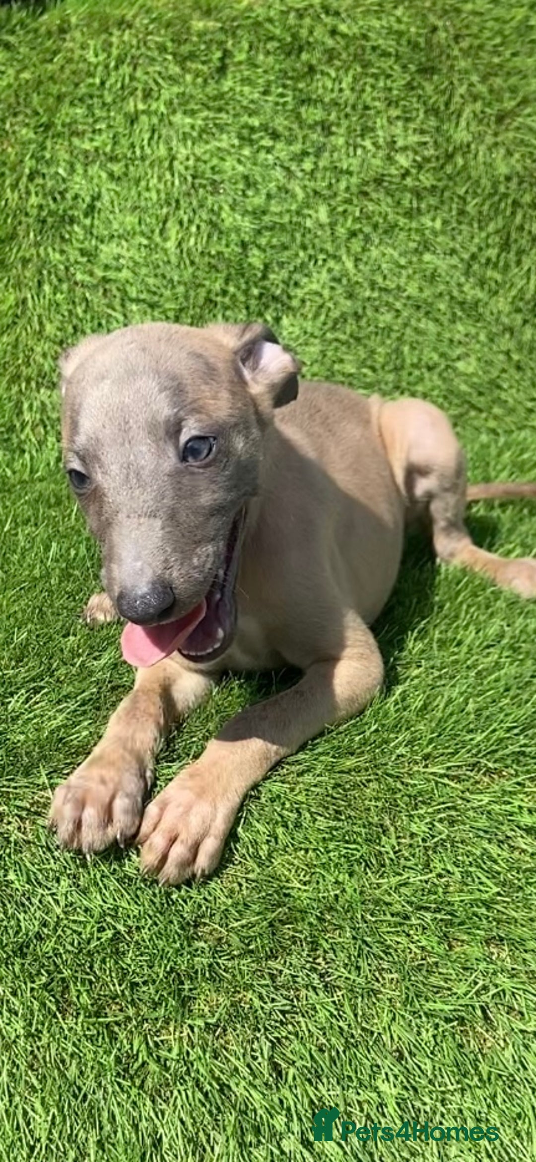 Whippet dogs for sale: Kc whippet pups  - Image 32