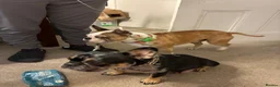 French Bulldog dogs for sale: Special unique Frenchton puppy (Frenchie x Boston) - Advert 4