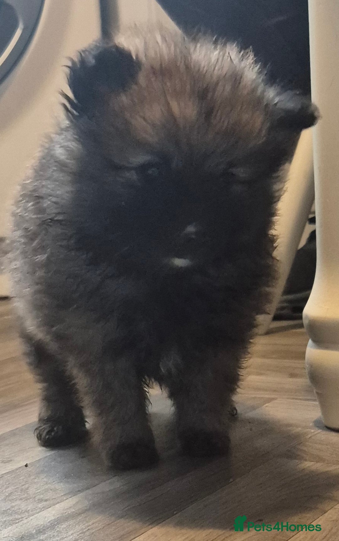 Pomeranian dogs for sale: Beautiful little pomeranians - Advert 22