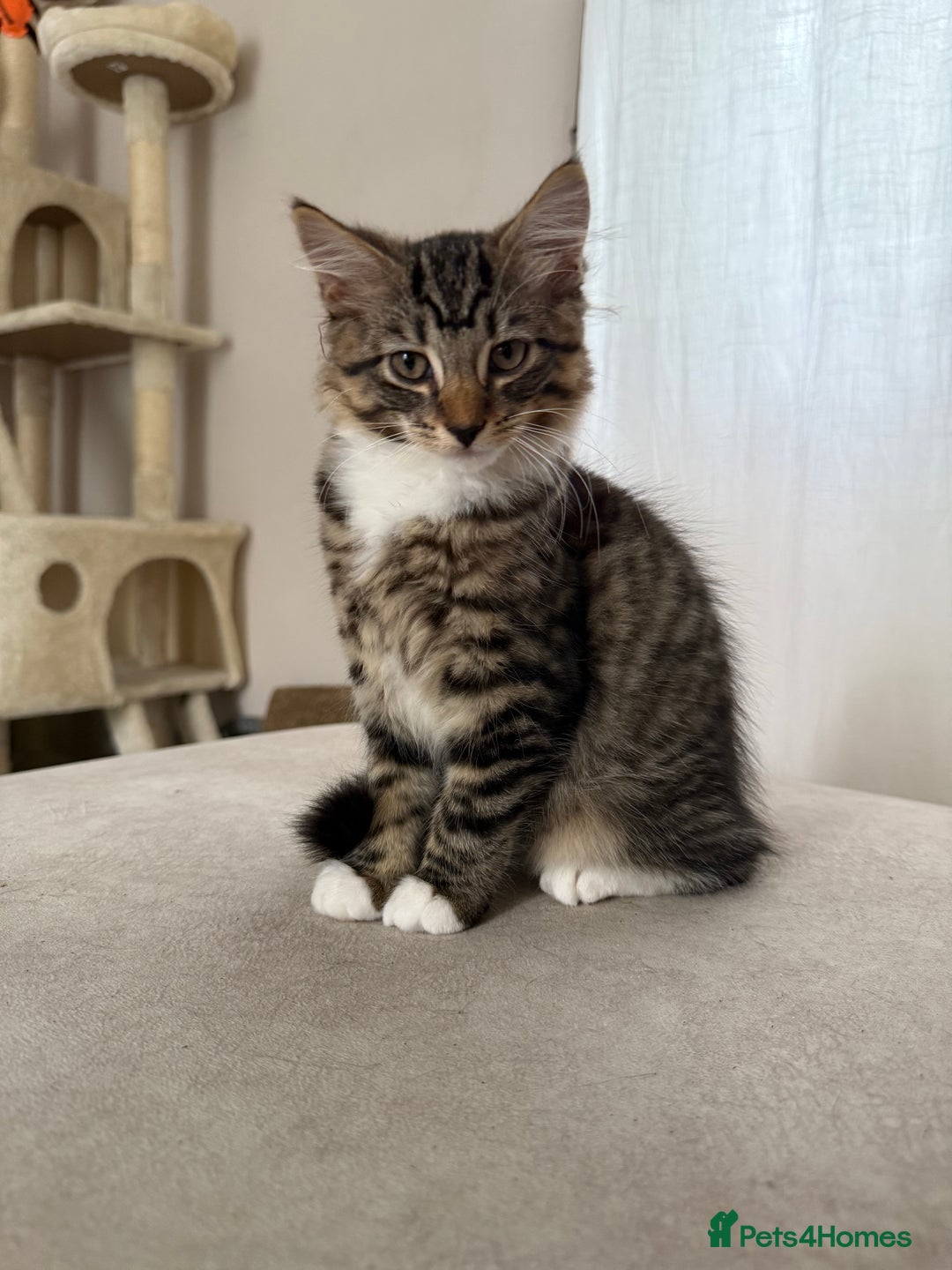 Mixed Breed cats for sale: 1 BEAUTIFUL KITTEN LEFT - 1 BOY! - Image 28