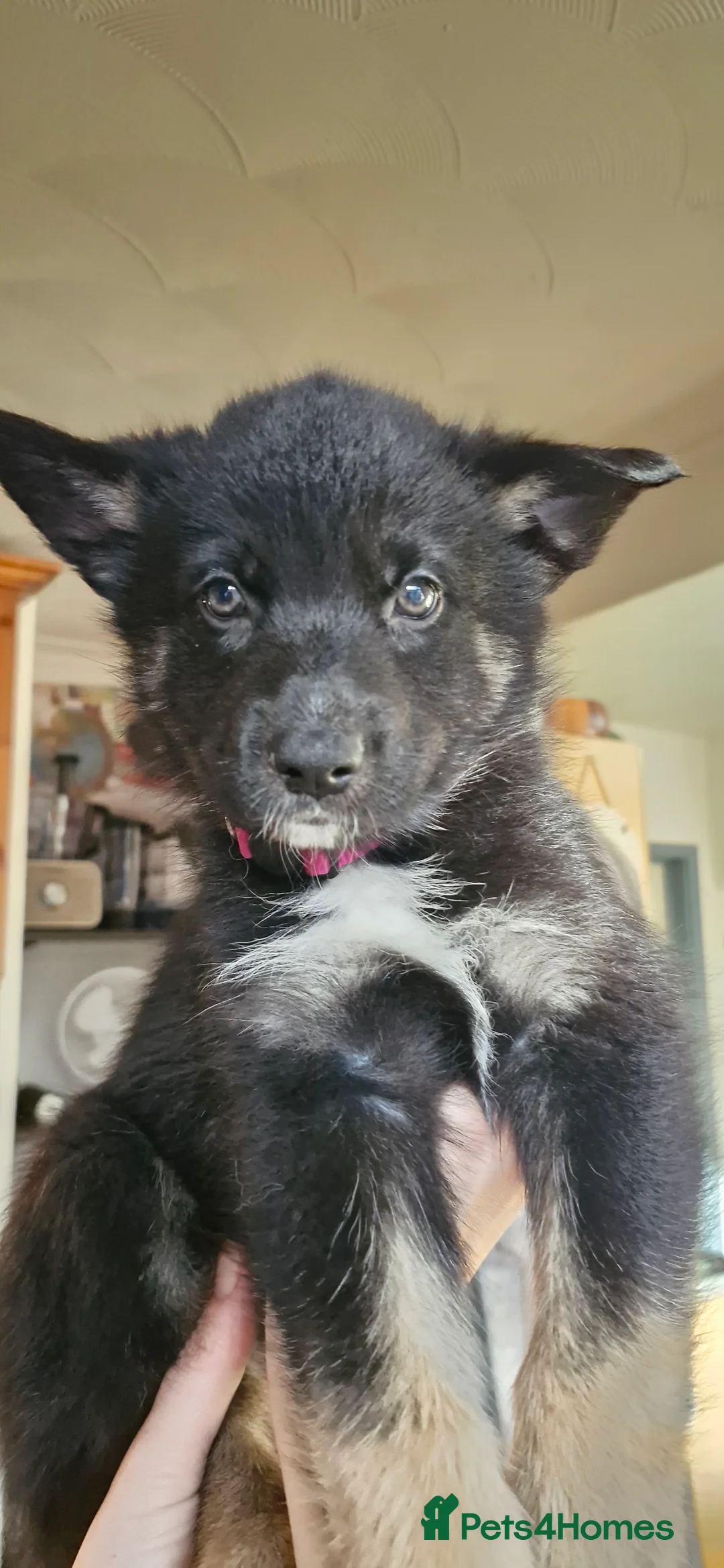 Mixed Breed dogs for sale: German sheperd Malamute  - Advert 20