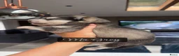 Alaskan Malamute dogs for sale: Outstanding Champion Lines KC Malamute Pups  - Advert 10