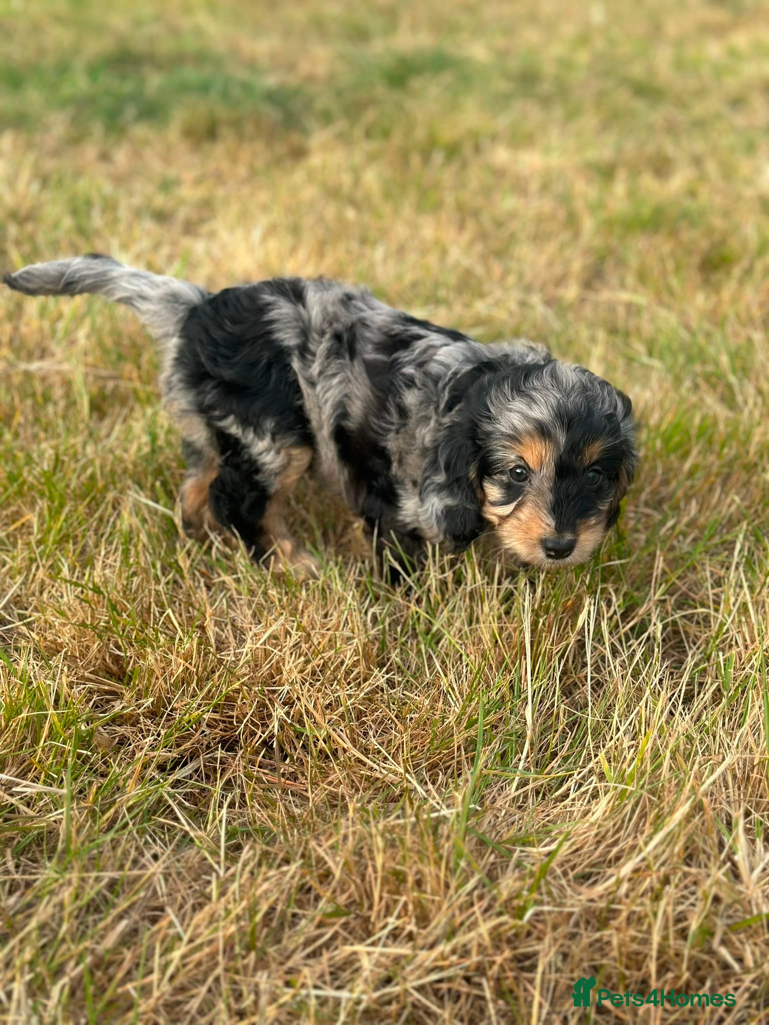 Cockapoo dogs Stunning litter of cockapoo puppies Ready Now  - Advert 13