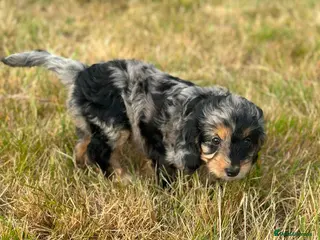 Cockapoo dogs Stunning litter of cockapoo puppies Ready Now - Advert 13