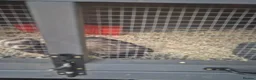 Ferret rodents for sale: Femwle ferrts with babys - Advert 6