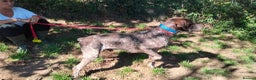 German Shorthaired Pointer dogs for adoption: Yaco  - Advert 6