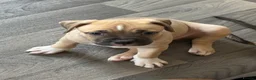 Mixed Breed dogs for sale: American Bulldog X Bullmastiff in Northampton - Advert 11