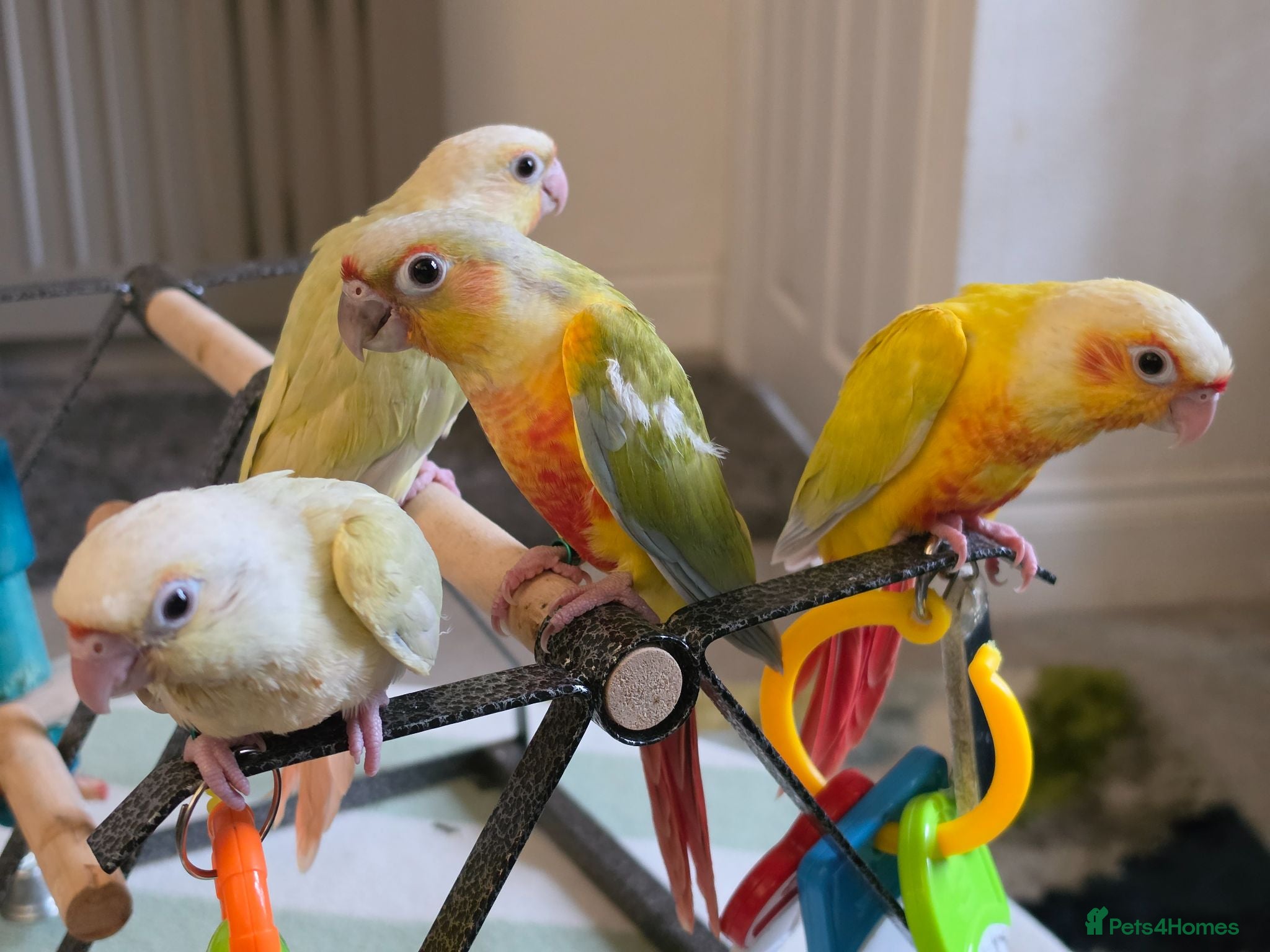 Conures birds Hand reared Conures - Advert 2