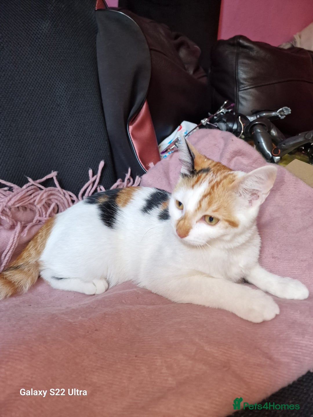 Mixed Breed cats for sale: Kitten - Image 14