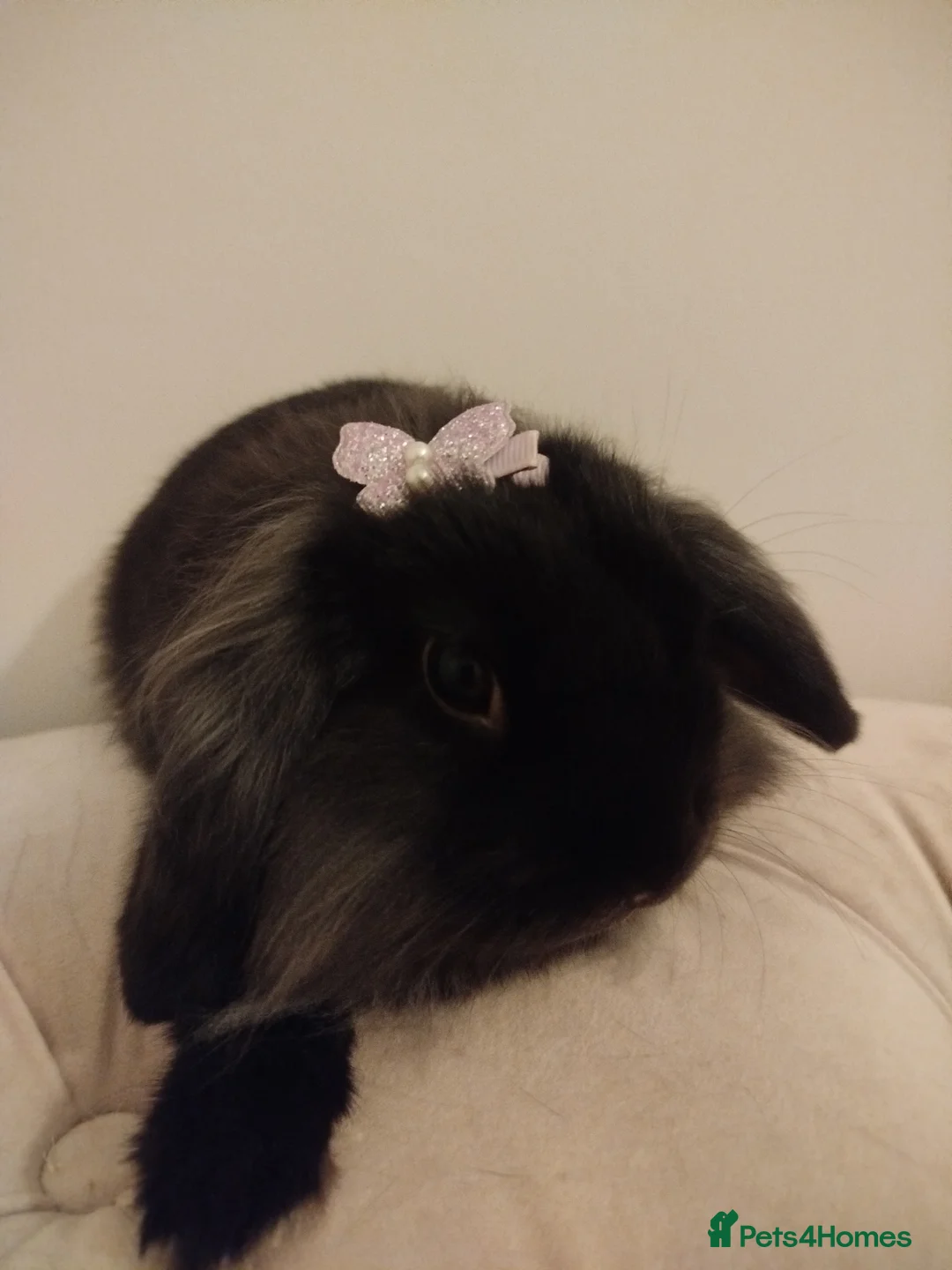 Mini Lion Lop rabbits for sale: Mini lion lop bonded pair - Advert 3