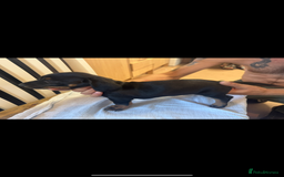 Dachshund dogs for sale: 4 Dachshund puppies for sale  - Image 4