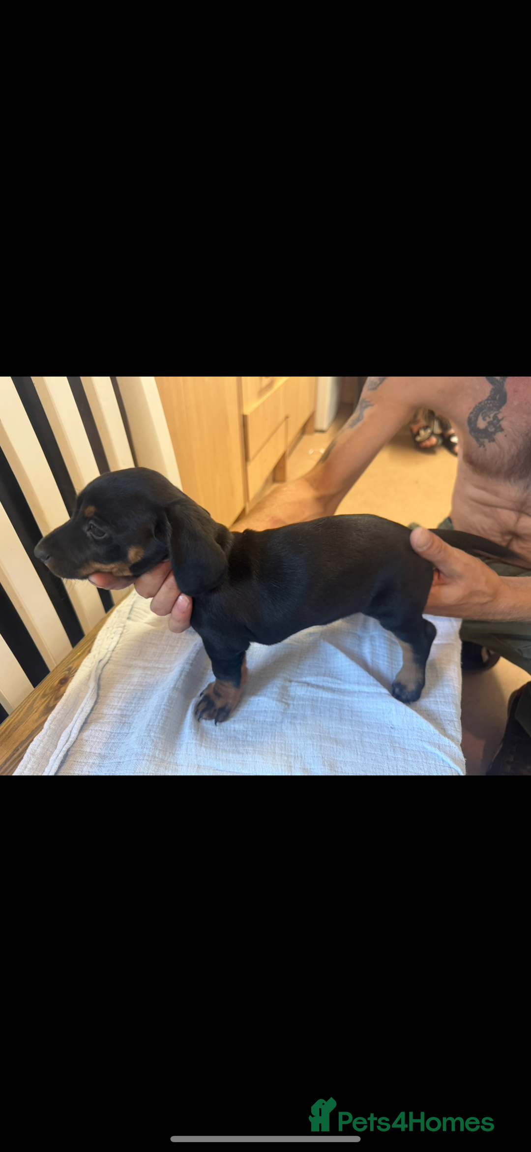 Dachshund dogs for sale: 4 Dachshund puppies for sale  - Image 4