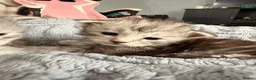 Maine Coon cats for sale: Beautiful pedigree Mainecoon kittens - Advert 12