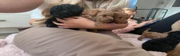 Toy Poodle dogs for sale: Toy poodle baby girl ready to leave next week - Advert 2