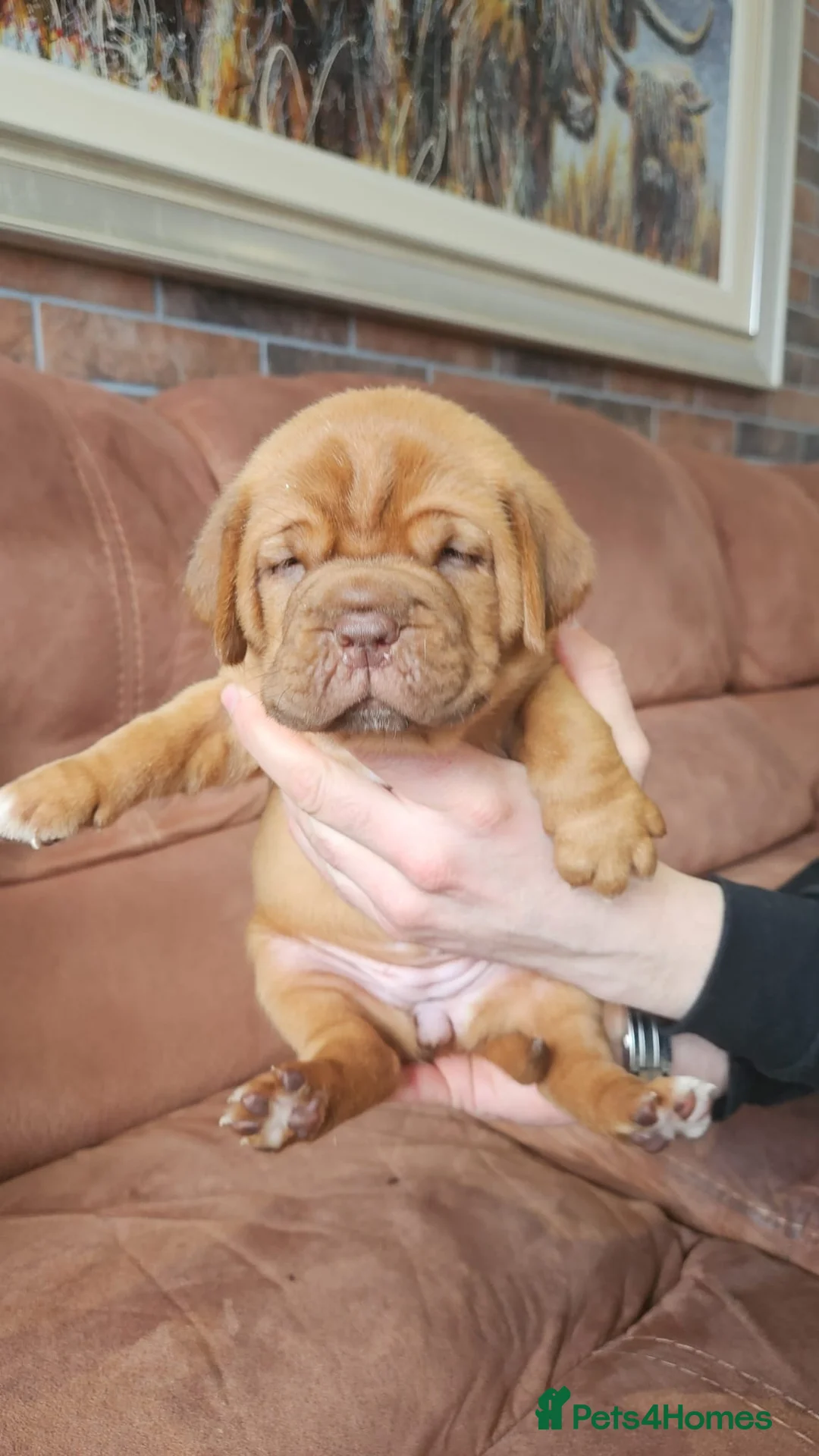 Dogue De Bordeaux dogs for sale: Dogue De Bordeaux Puppies  - Advert 2