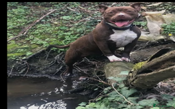 American Bully dogs for sale: Pocket American bully - Image 4