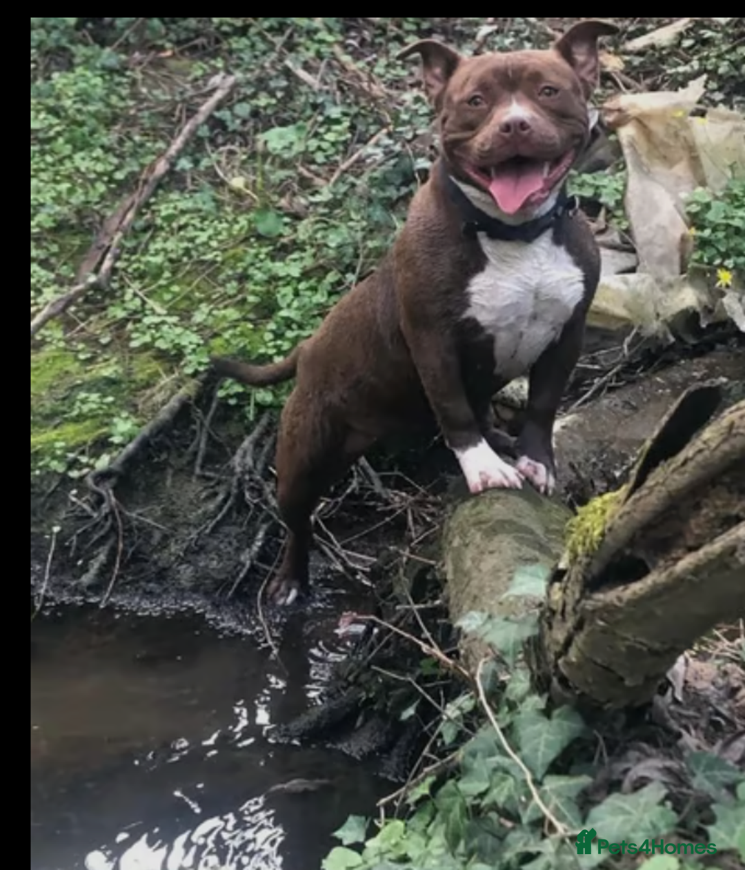 American Bully dogs for sale: Pocket American bully - Image 4