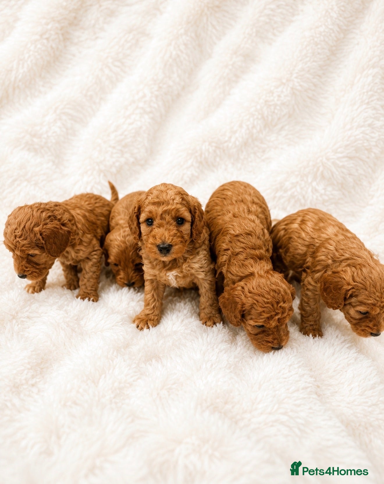Cockapoo dogs F1B Cockapoo Puppies , - Advert 1