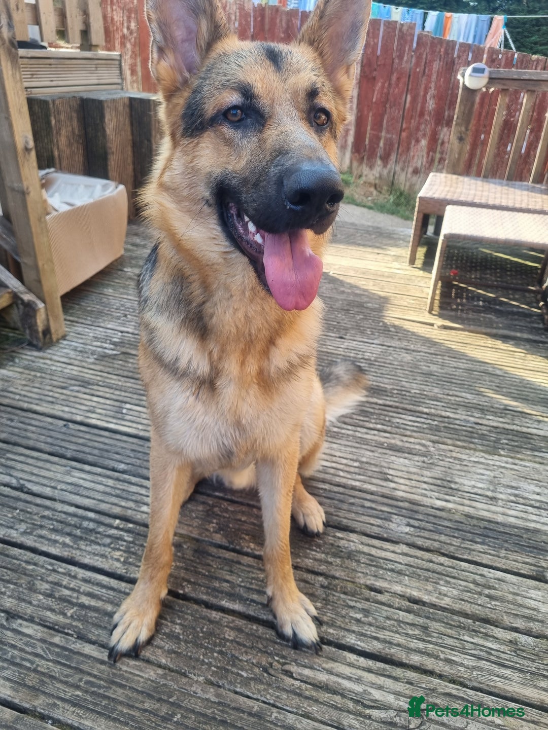 German Shepherd dogs for stud: Loving German shepherd looking for a new home :( - Image 2