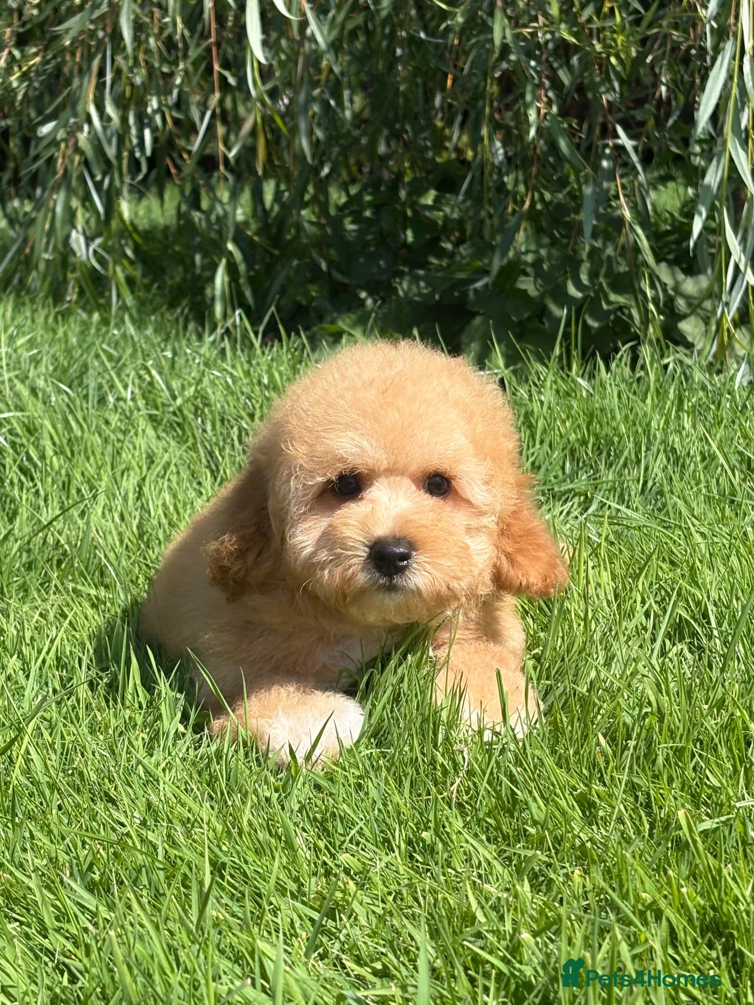 Cavapoochon dogs 🐾 Stunning Cavapoochon Boy 🐾 - Advert 1