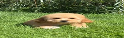 Cavapoochon dogs for sale: 🐾 Stunning Cavapoochon Boy 🐾 - Advert 1