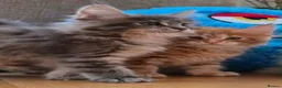 Maine Coon cats for sale: Russian line XXL Maine Coon, Last of reserv litter in Princes Risborough - Advert 16