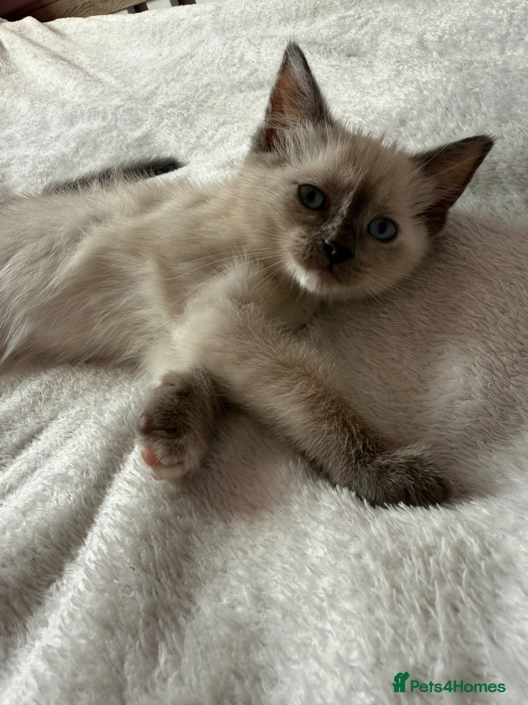 Ragdoll cats for sale: Ragdoll female kitten in Great Yarmouth - Advert 1
