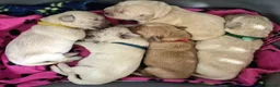 Golden Retriever dogs for sale: 5 Beautiful Golden Retriever's  - Advert 6