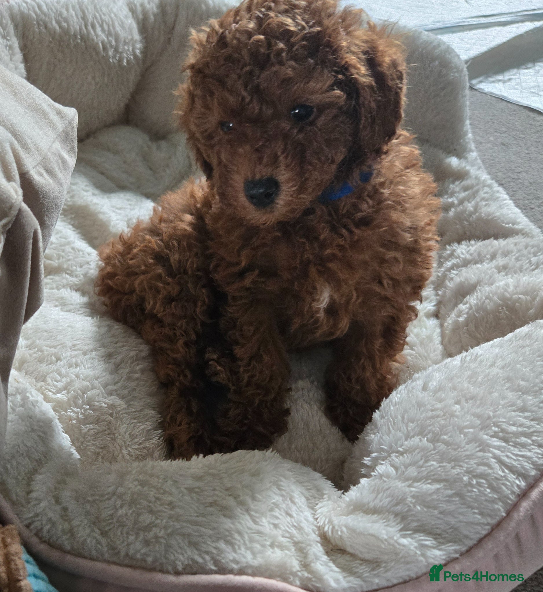 Mixed Breed dogs Toy Poodle crossbreed Miniature Poodle PUPPY-RED - Advert 14