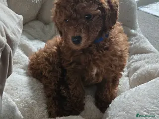 Mixed Breed dogs Toy Poodle crossbreed Miniature Poodle PUPPY-RED - Advert 14