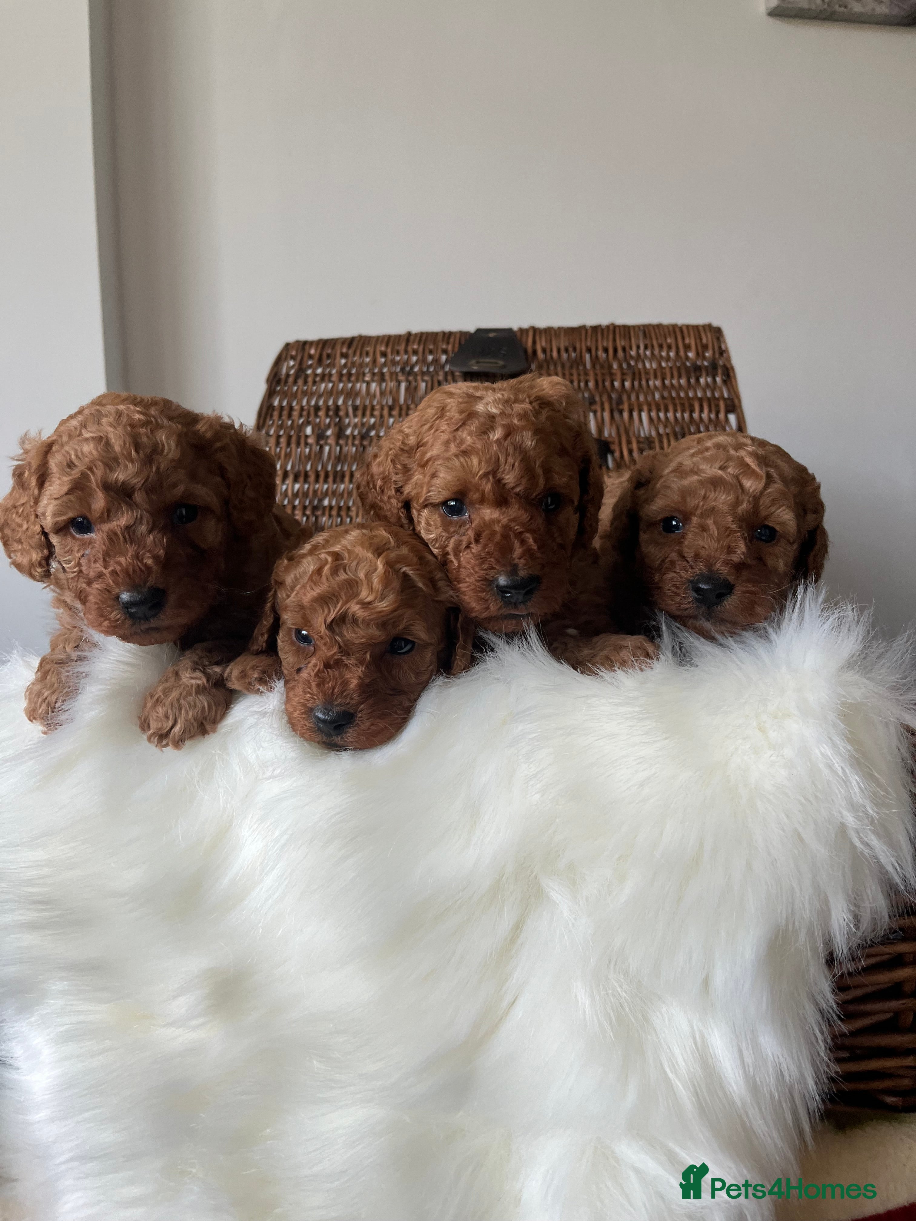 Toy Poodle dogs ***Stunning Fox red Toy Poodle puppies*** - Advert 3