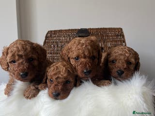 Toy Poodle dogs ***Stunning Fox red Toy Poodle puppies*** - Advert 12