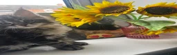 Maine Coon cats for sale: Last Maine coon girl left ready to leave 🩷 - Advert 6