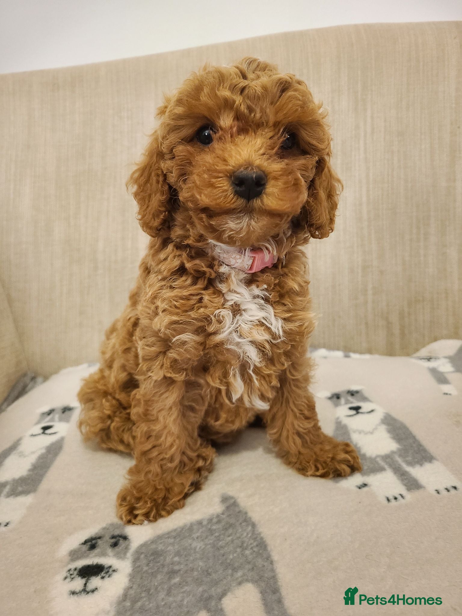 Cavapoo dogs Beautiful Red Cavapoo Puppies F1bb - Advert 2