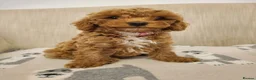 Cavapoo dogs for sale: Beautiful Red Cavapoo Puppies F1bb - Advert 2