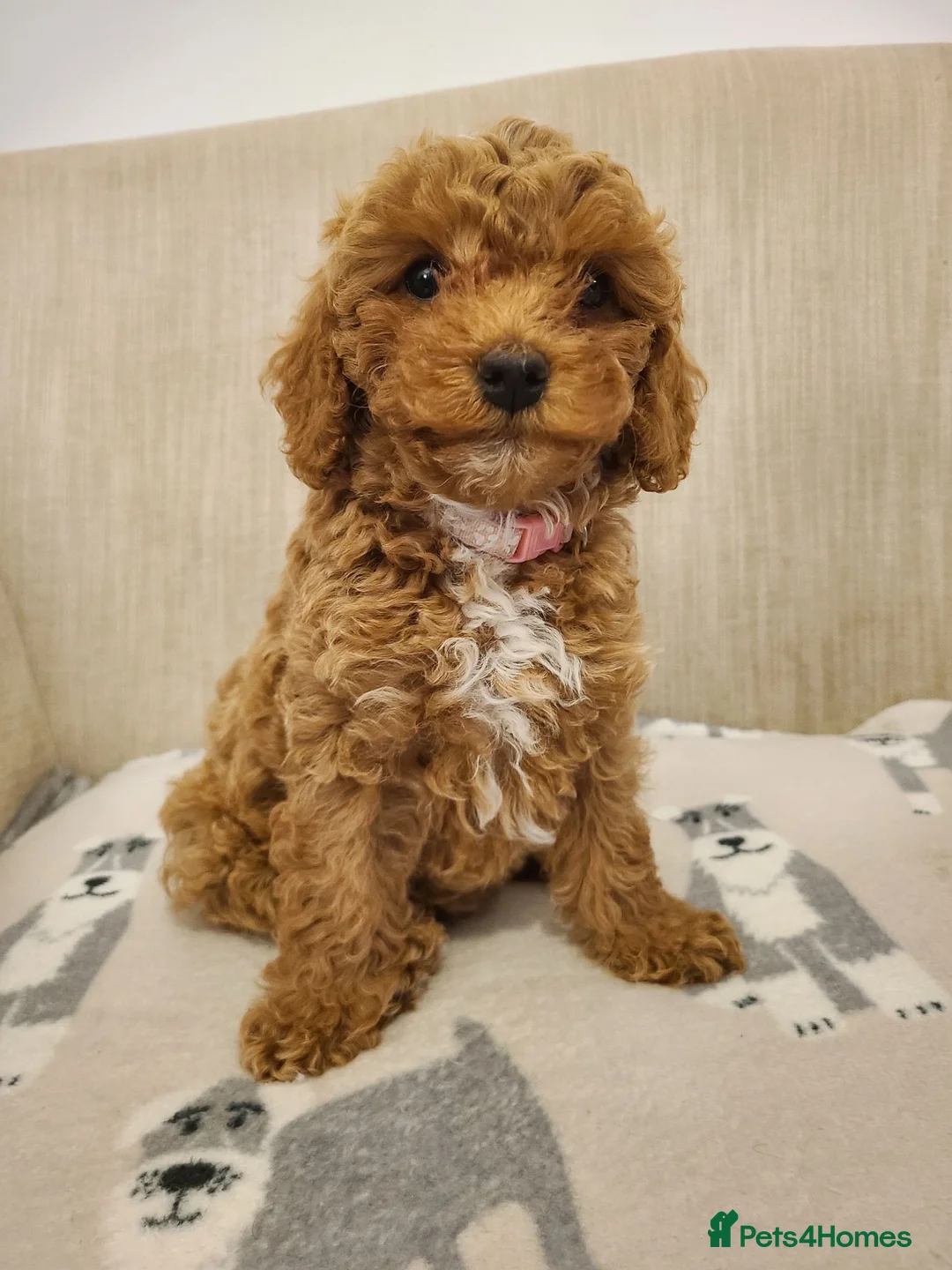 Cavapoo dogs for sale: Beautiful Red Cavapoo Puppies F1bb - Advert 2