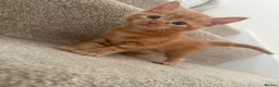 Maine Coon cats for sale: TORTOISESHELL MAINE COON X KITTENS - Advert 36