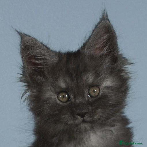Maine Coon cats Male Stunning xl Maine coon kittens - Advert 2