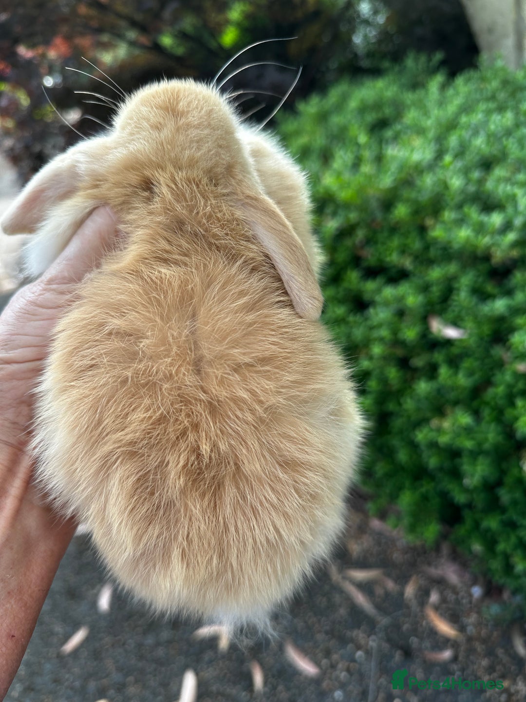 Mini Lion Lop rabbits for sale: Pure bred mini lop bunnies in Uckfield - Image 10