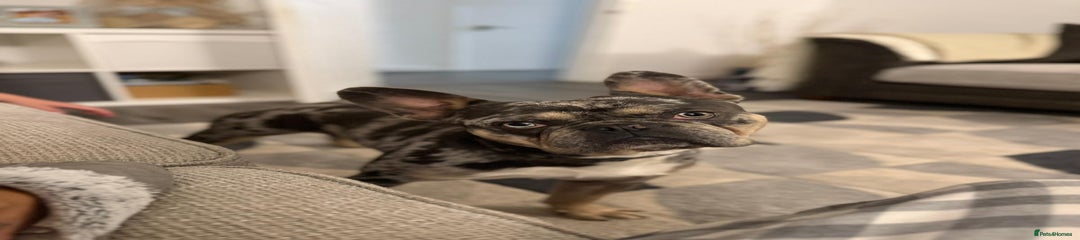 French Bulldog Puppy 1