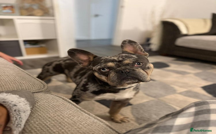 French Bulldog dogs - Advert 1