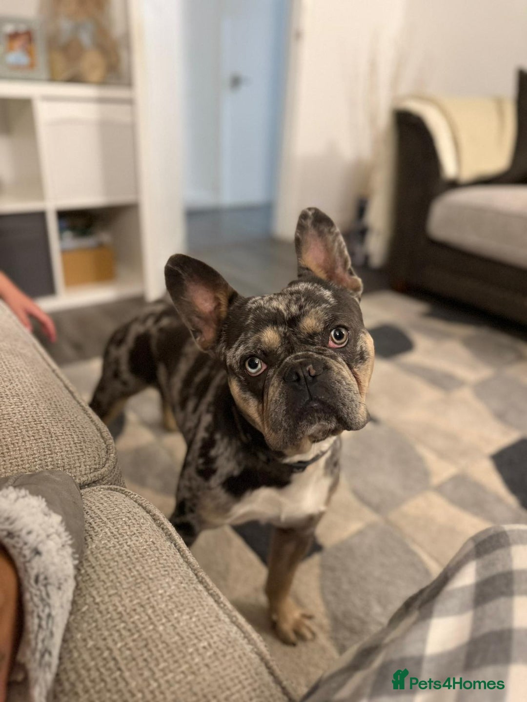 French Bulldog dogs for sale: Ziggy French bulldog  - Image 1