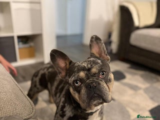 French Bulldog dogs for sale - Advert 1