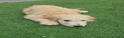 Goldendoodle dogs for sale: F1 standard goldendoodle  - Advert 5