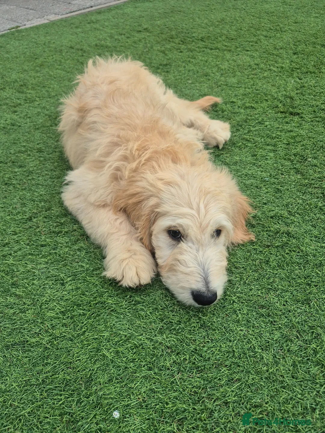 Goldendoodle dogs for sale: F1 standard goldendoodle  - Advert 2