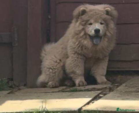Chow Chow dogs Chow chow puppies  - Advert 1