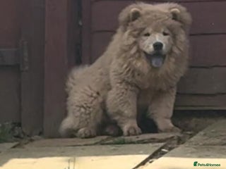Chow Chow dogs Chow chow puppies - Advert 8
