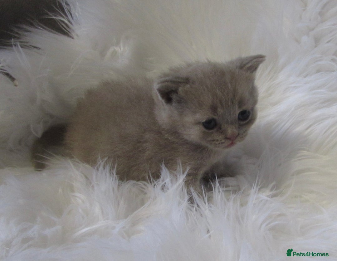 British Shorthair cats for sale: GCCF CHAMPION SIRED BRITISH SHORTHAIR KITTENS - Image 7